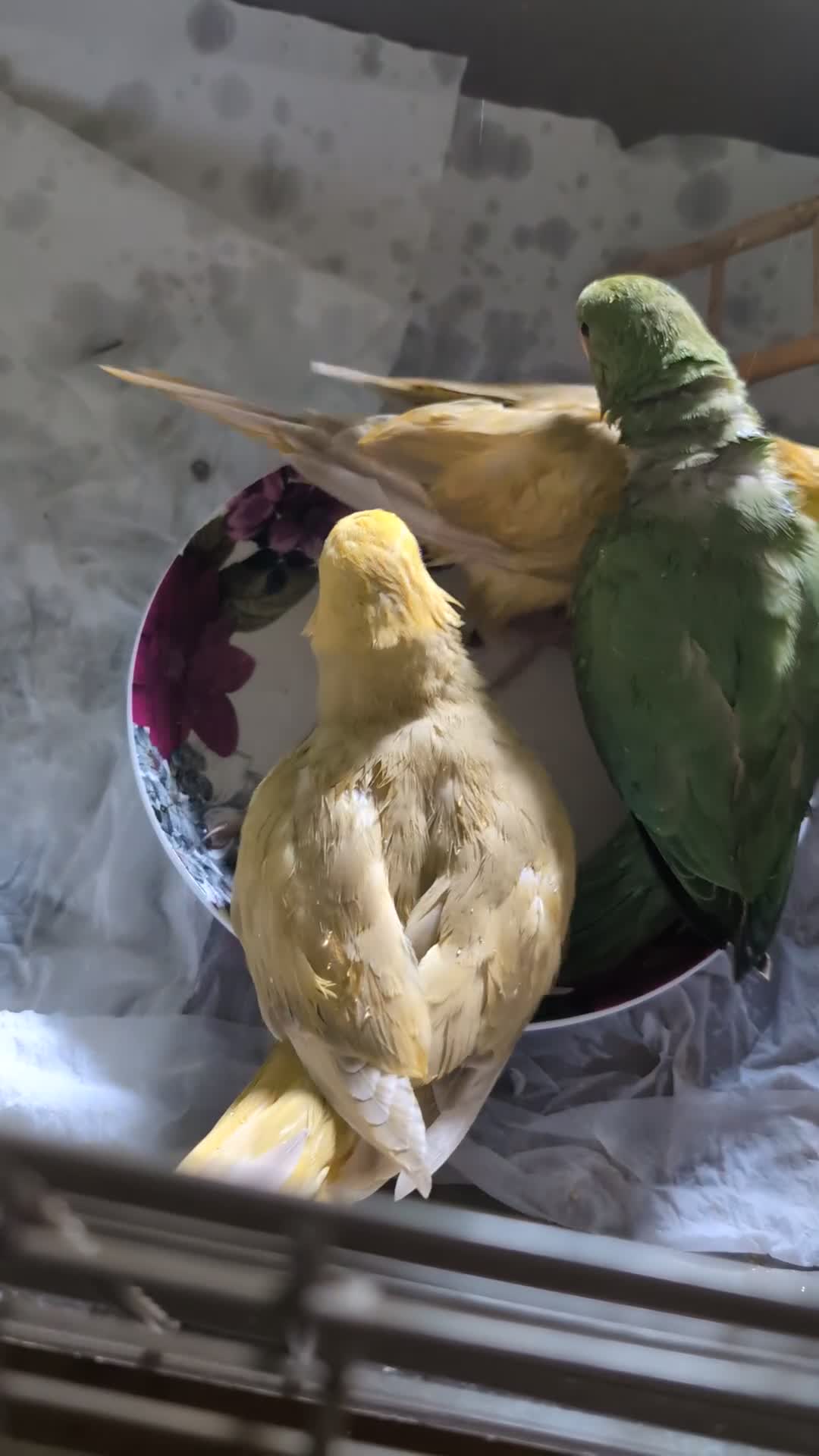Ringnecks birds for sale: Baby handreared ringneck - Video 2