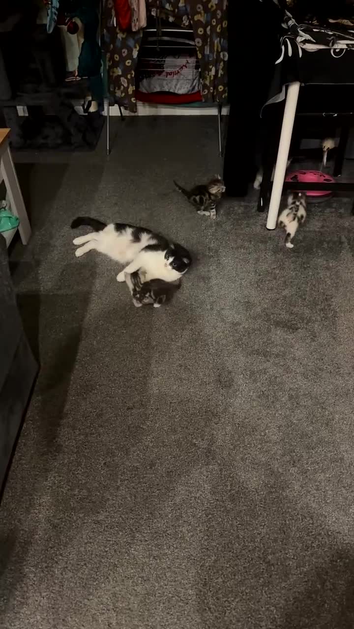 Mixed Breed cats for sale: 4 lovely kittens for sale - Video 1