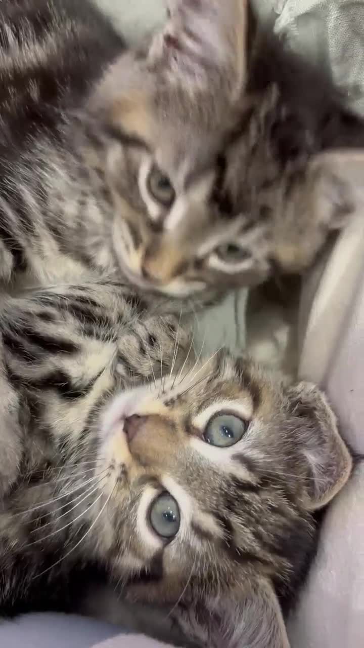 Maine Coon cats for sale: Maine coon / Bengal cross  - Video 2