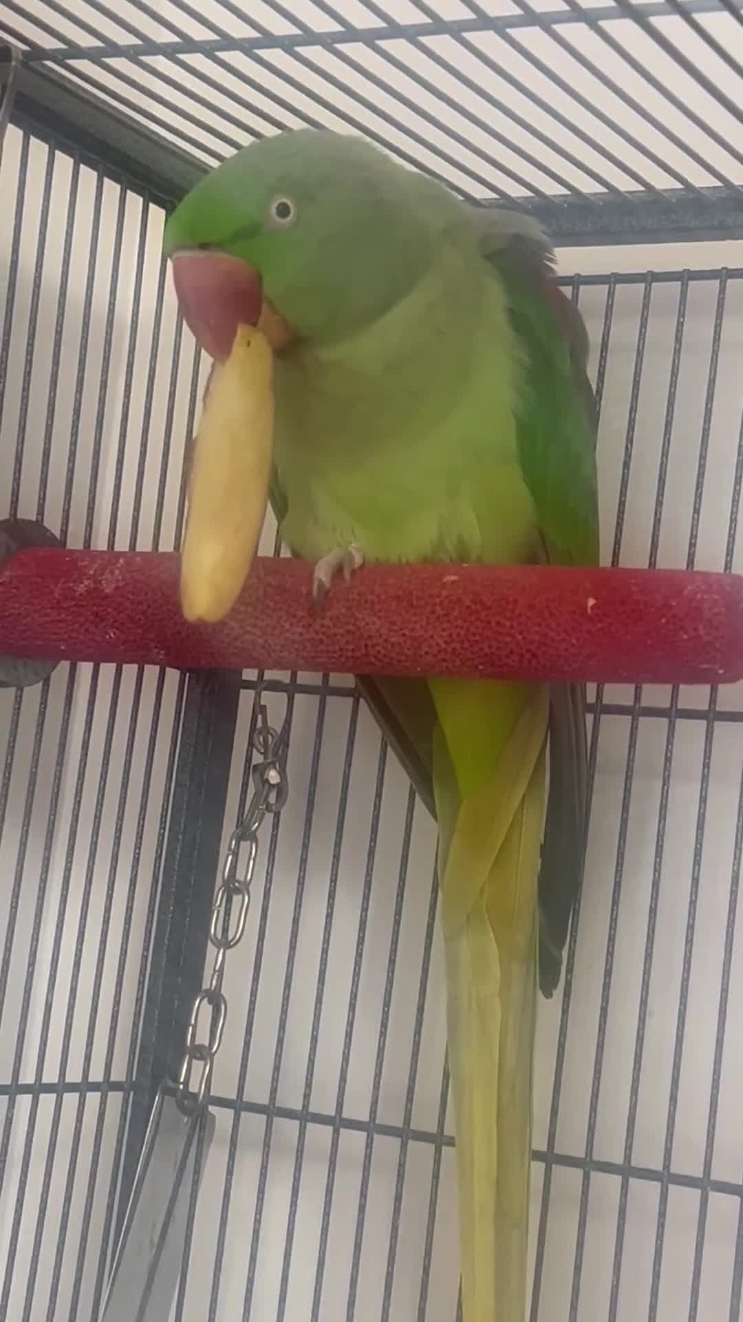 Parakeets birds for sale: Alexandra parrot - Video 1