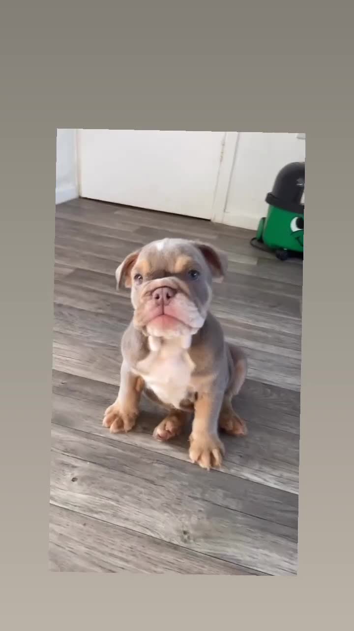 English Bulldog dogs for sale: Boy 2 LAST BOY LEFT ENGLISH BULLDOGS - Video 1