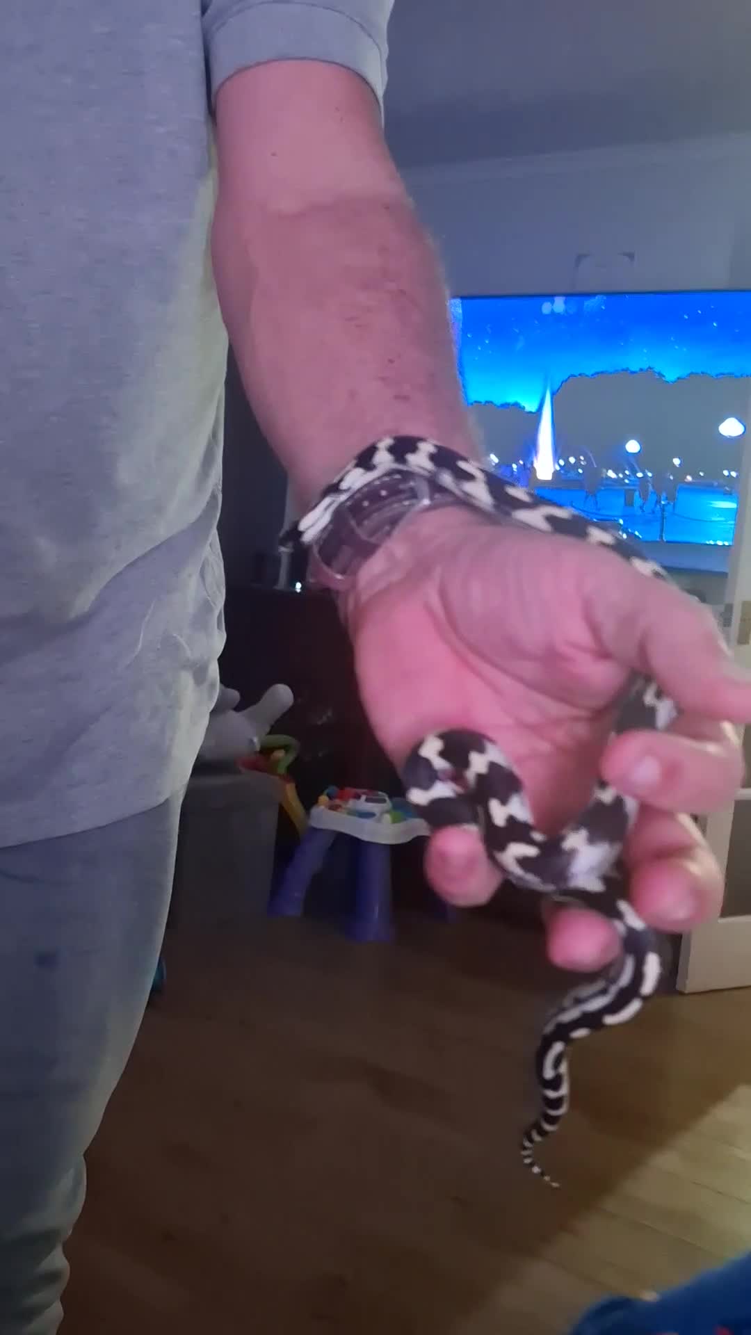 King Snake reptiles for sale: Female king snake for sale - Video 1