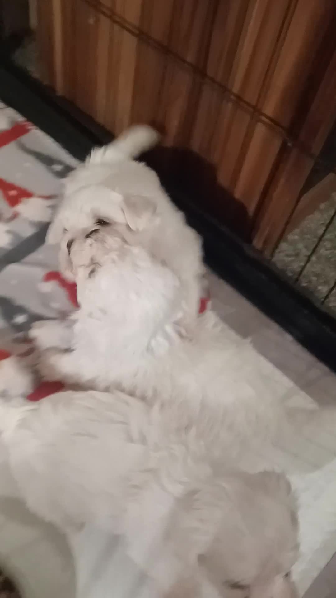 Bichon Frise dogs for sale: GORGEOUS BICHON FRISE❤️ 2 girls 3 boys - Video 4