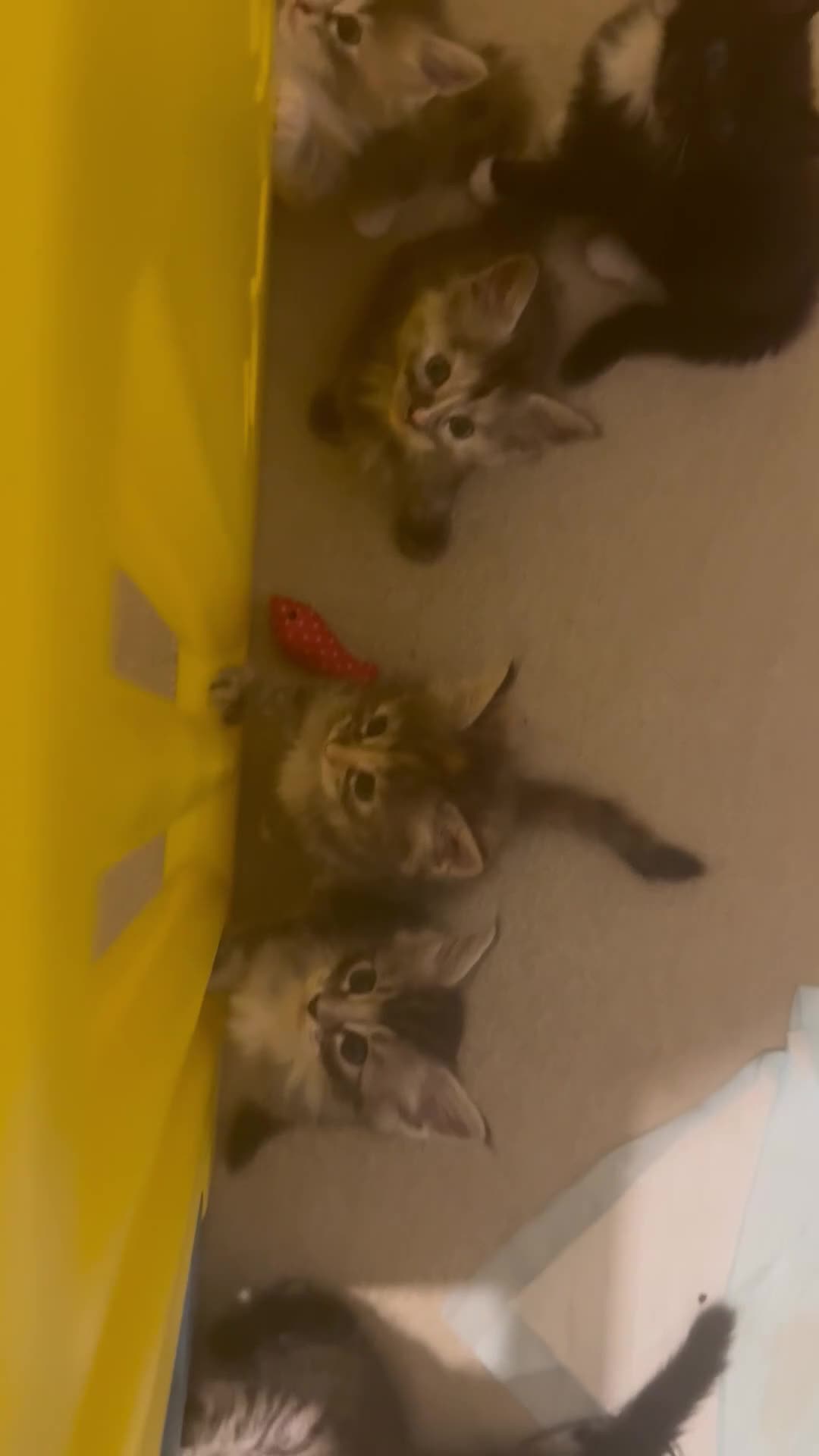 Ragcoon cats for sale: 8 gorgeous Mainecoon x ragdoll babies  - Video 1