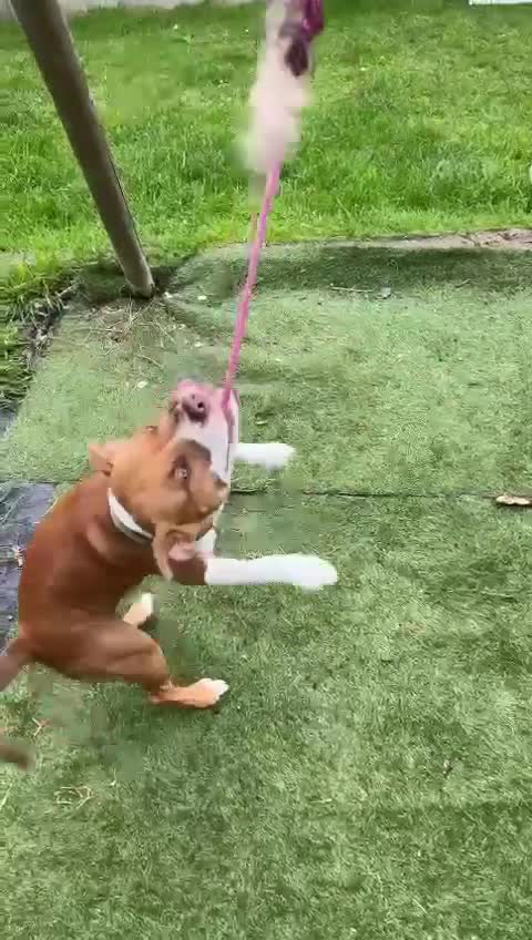 American Bull Staffy dogs for stud: Red American Staffy for stud in Stoke-on-Trent - Video 1