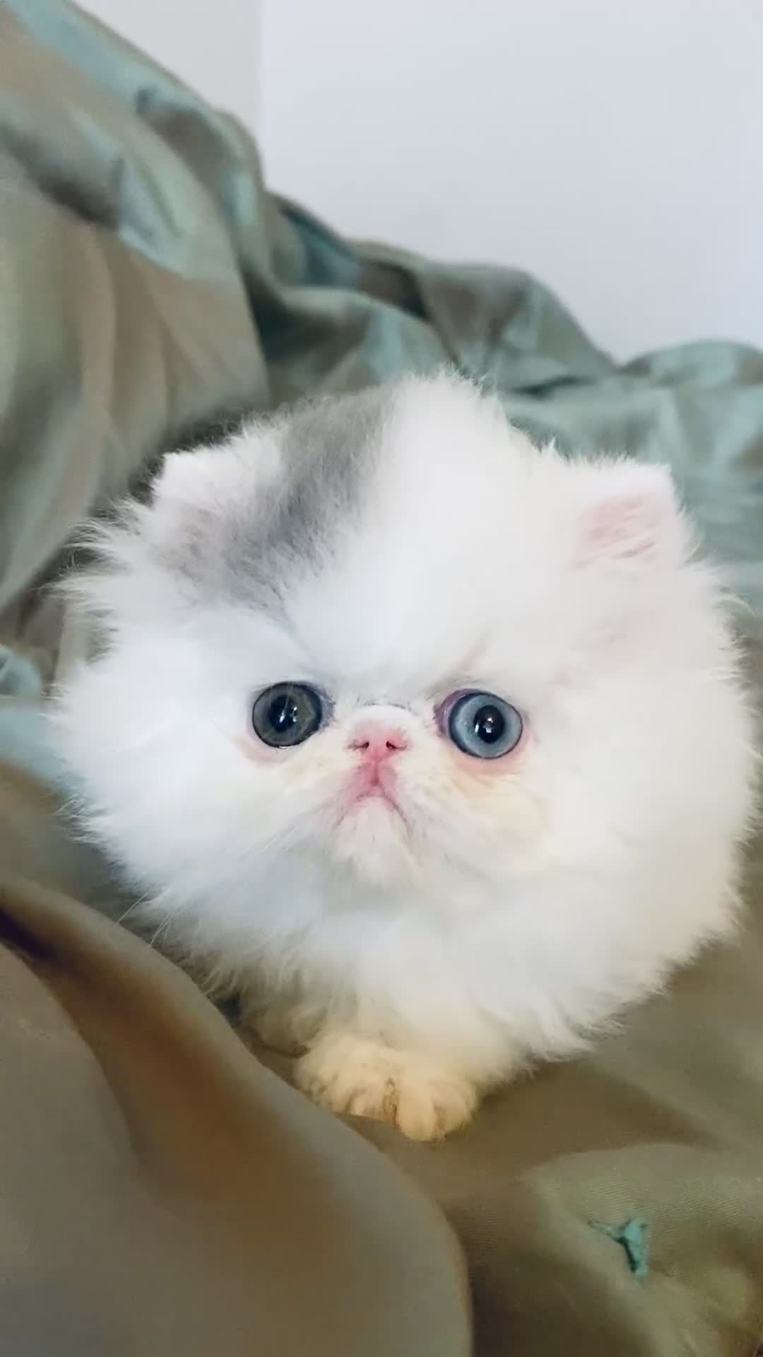 Exotic cats for sale: (Rare odd eye bicolours)🏆Exceptional. - Video 3