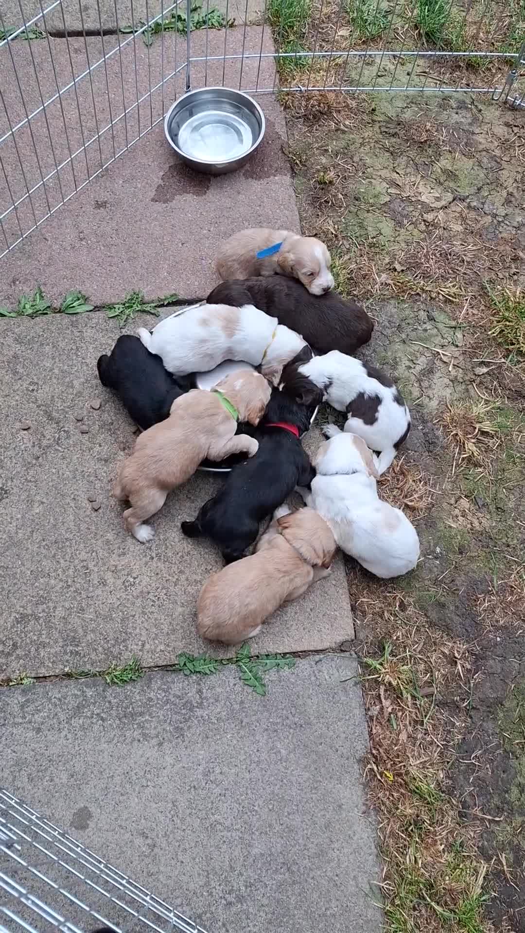 Cocker Spaniel dogs for sale: Stunning Working Cocker Spaniel Puppies for Sale in Darlington - Video 1