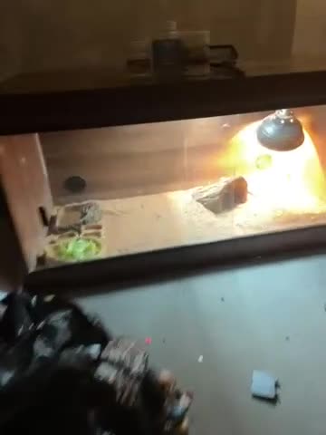 Bearded Dragon reptiles for sale: Ranking dragons with cage and everything  - Video 1