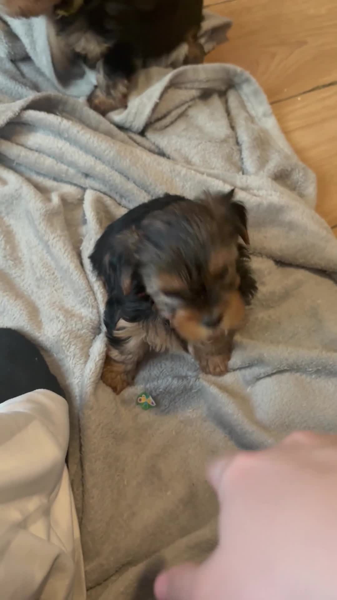 Yorkshire Terrier dogs for sale: Beautiful Yorkie pups ready to leave now  - Video 2