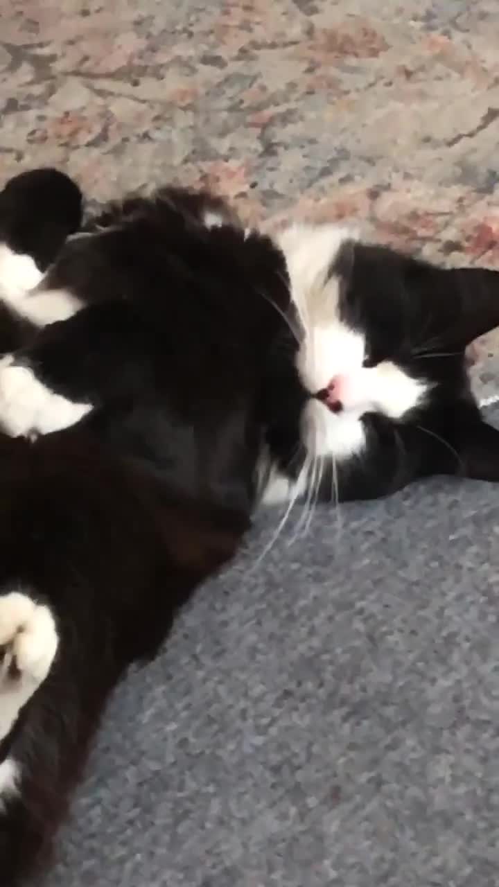 Mixed Breed cats for sale: Artie (Big T)  - Video 1