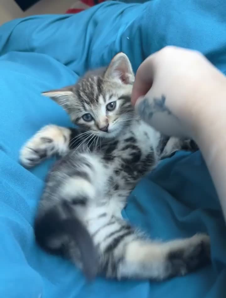 Mixed Breed cats for sale: Gorgeous mixed mainecoon kitten  - Video 1