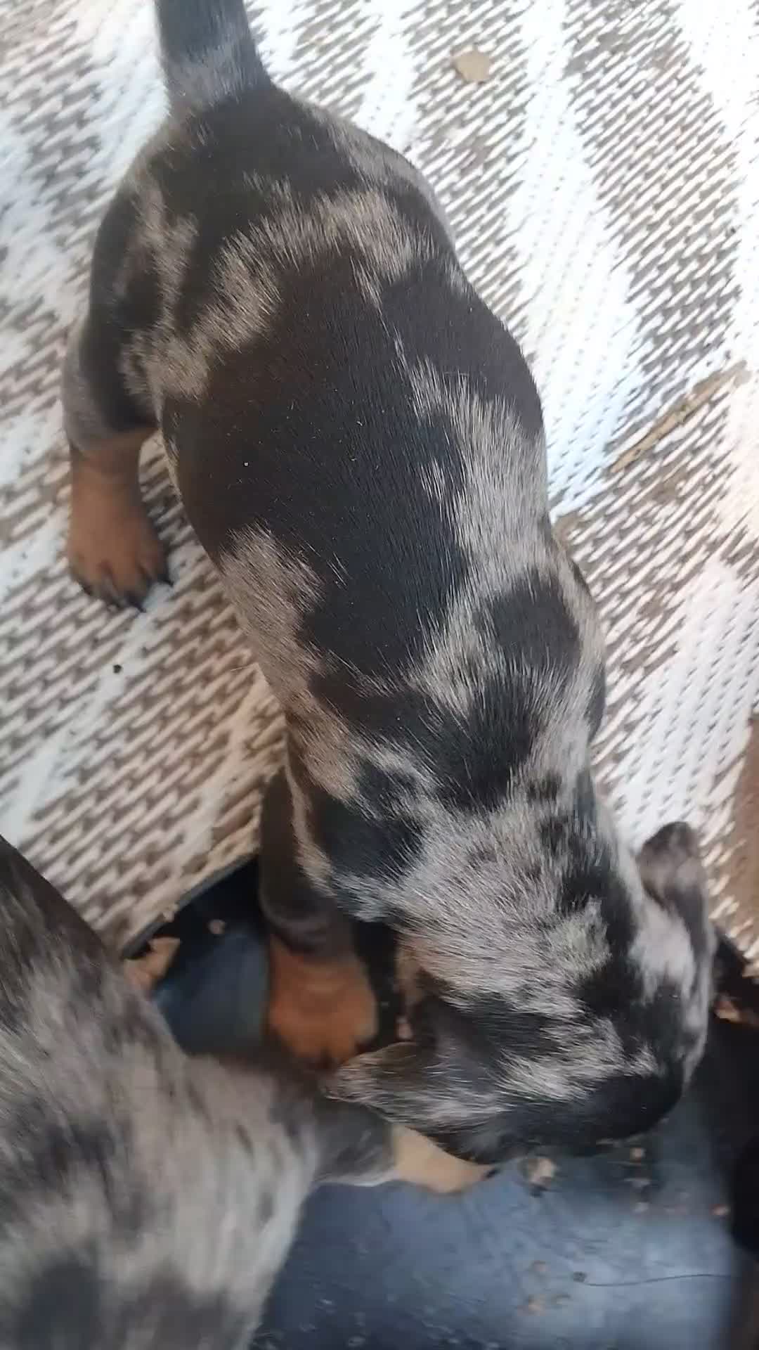 Mixed Breed dogs for sale: 1 tiny girl left dachshund cross brussels griffon  - Video 1