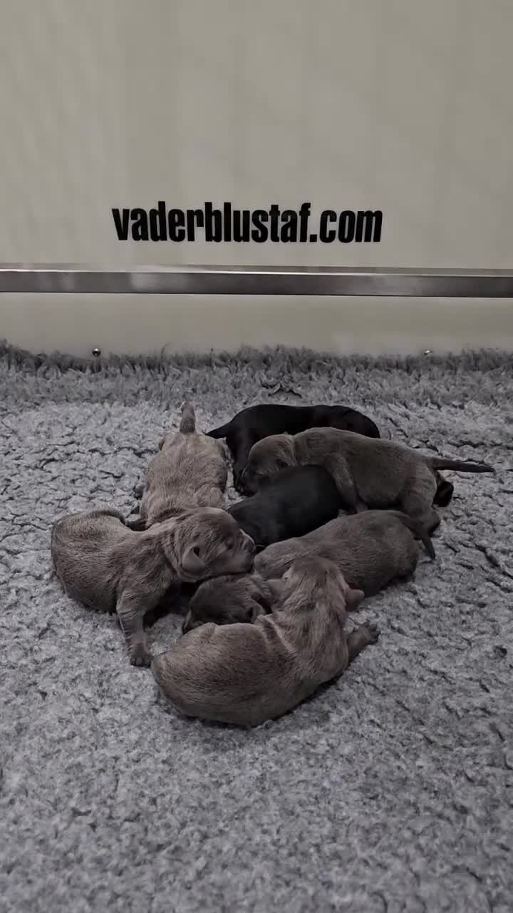 Staffordshire Bull Terrier dogs for stud: The one, the only.....Mr 'T'     (Blue🧬) - Video 3