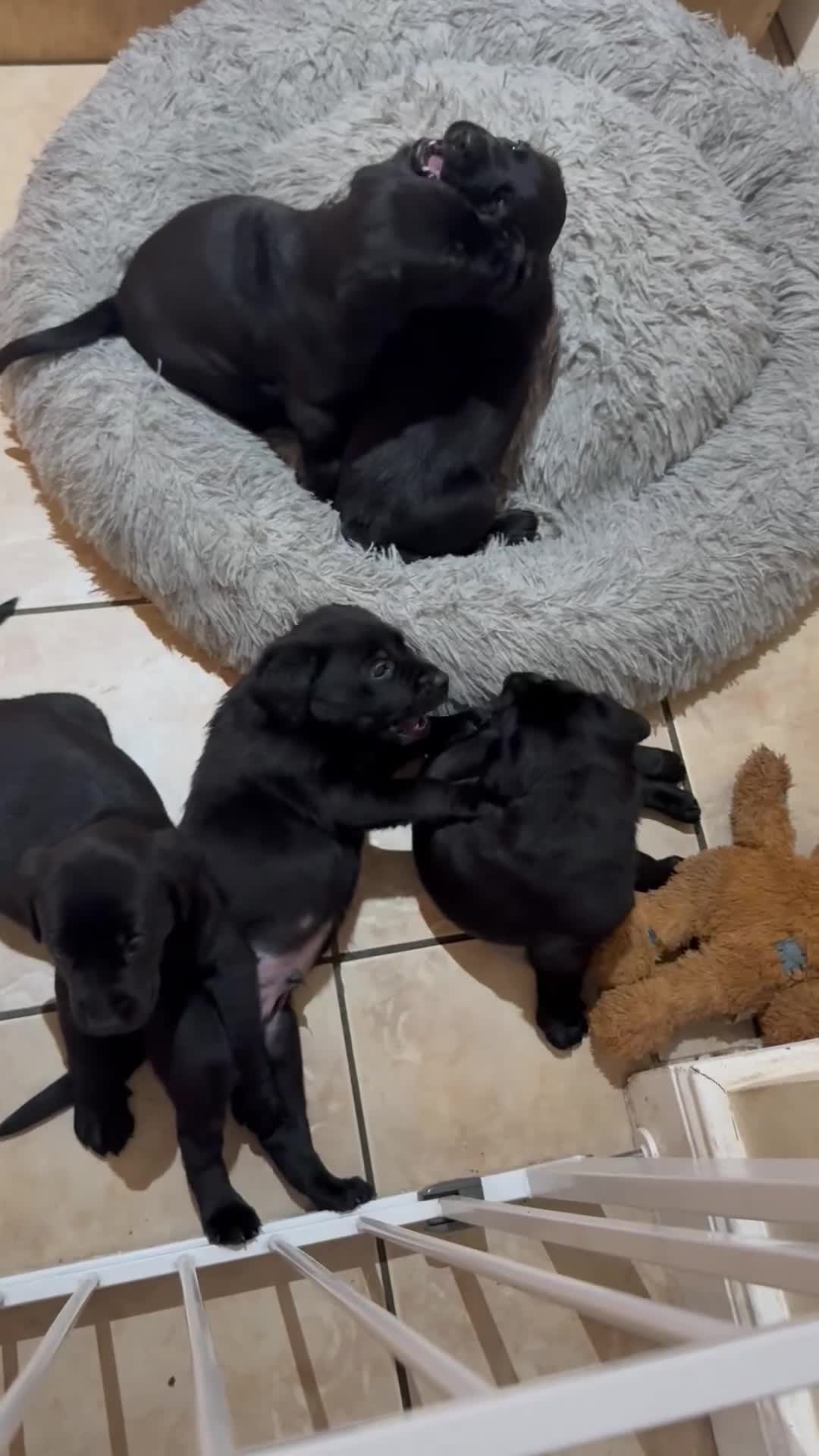 Labrador Retriever dogs for sale: 8 Black Labrador Pups - Video 1