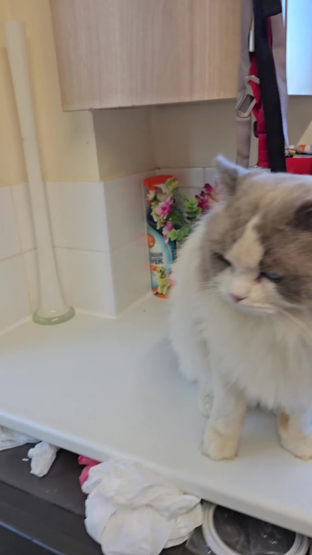 Ragdoll cats for sale: Ragdoll - Video 1