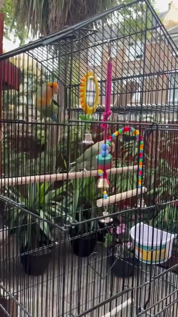 Lovebirds birds for sale: Female and Male Lovebirds,located- Stoke Newington - Video 5