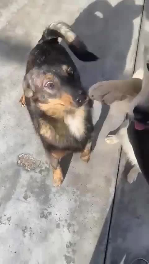 Mixed Breed dogs for adoption: Beatrice, 2 yrs approx. Available for adoption. - Video 2