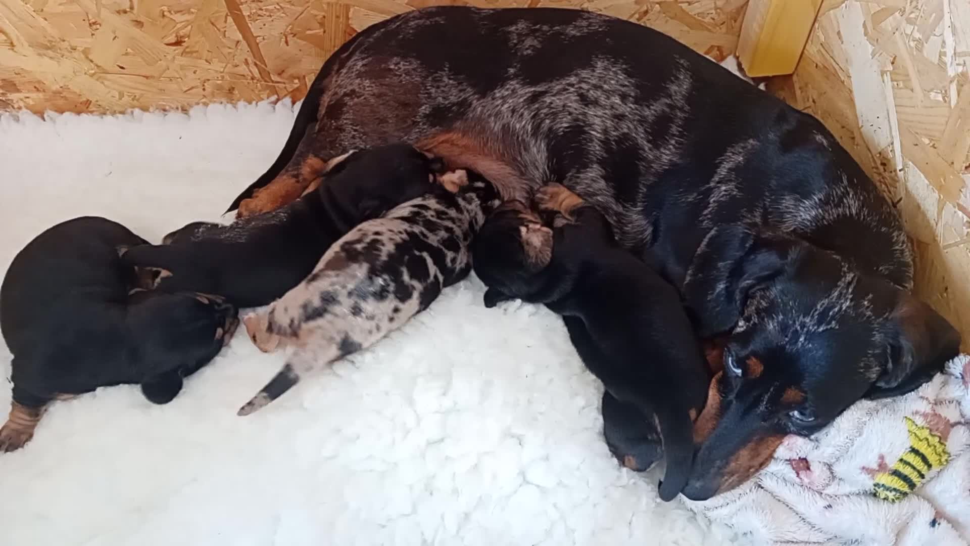 Miniature Dachshund dogs for sale: Shorthaired miniature dachshunds in Glenrothes - Video 1