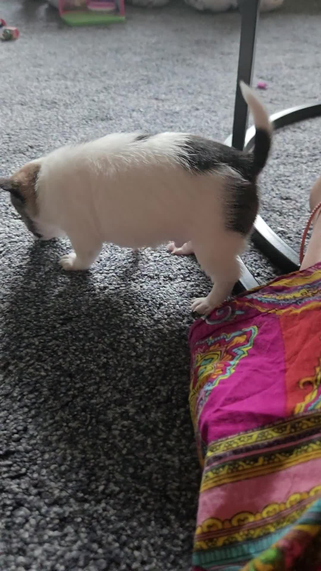 Chihuahua dogs for sale: Male chihuahua  in Huntingdon - Video 2