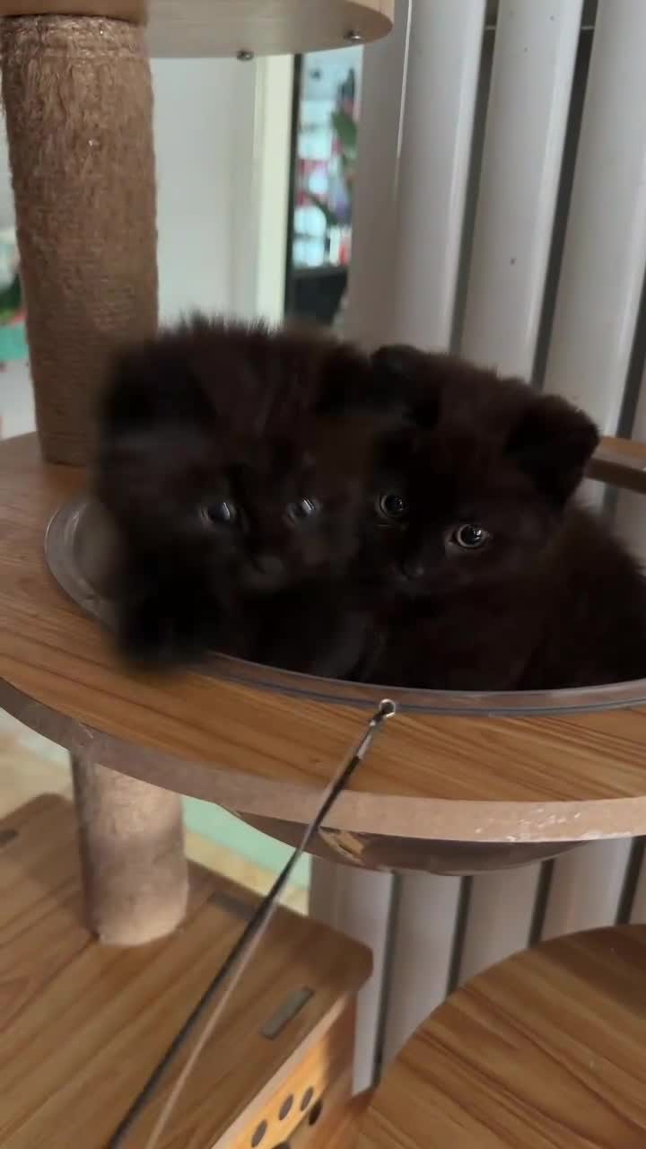 British Shorthair cats for sale: BRITISH SHORTHAIR DOLLS READY NOW! in Uxbridge - Video 2