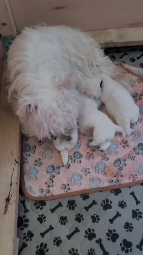 West Highland Terrier dogs for sale: KC Regist. – 3 Gorgeous Boys, Excellent Pedigree  - Video 3