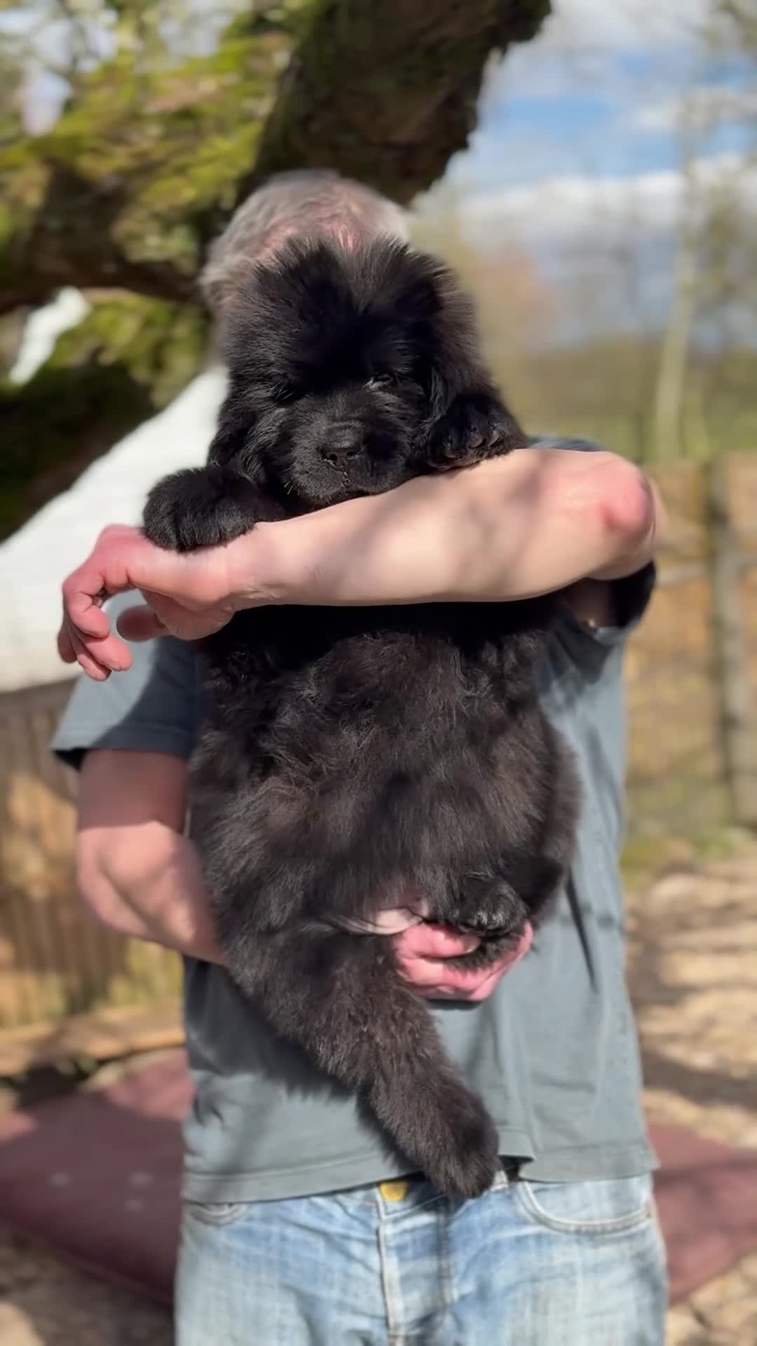 Newfoundland dogs for sale: Newfangled Newfoundlands - KC reg Newfie pups   - Video 2