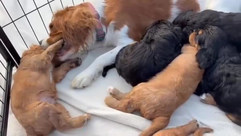 Cavalier King Charles Spaniel dogs for sale: Cavalier king charles spaniels  - Video 1