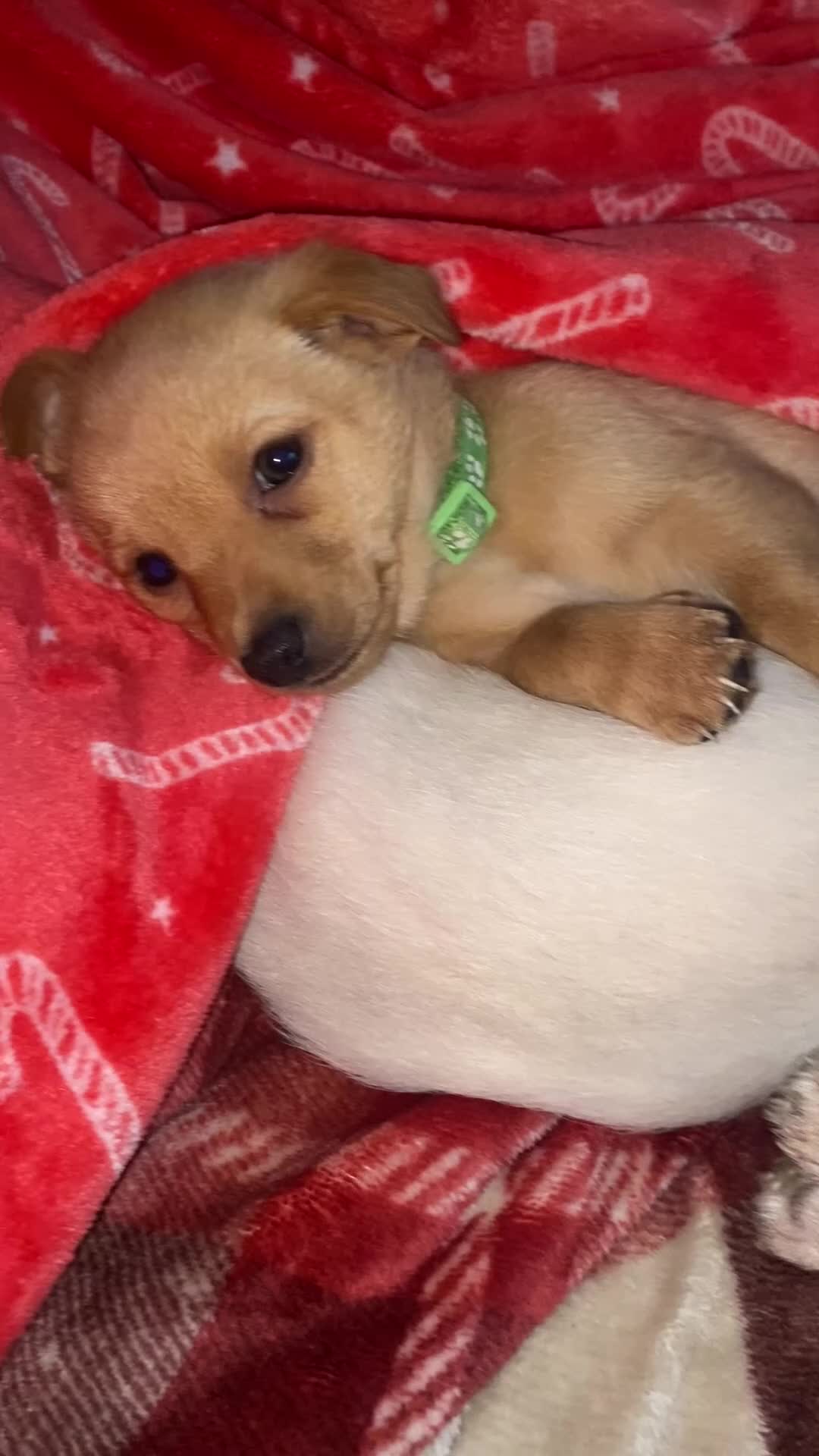 Mixed Breed dogs for sale: Daxie-CHON PUPPIES FOR SALE - Video 2