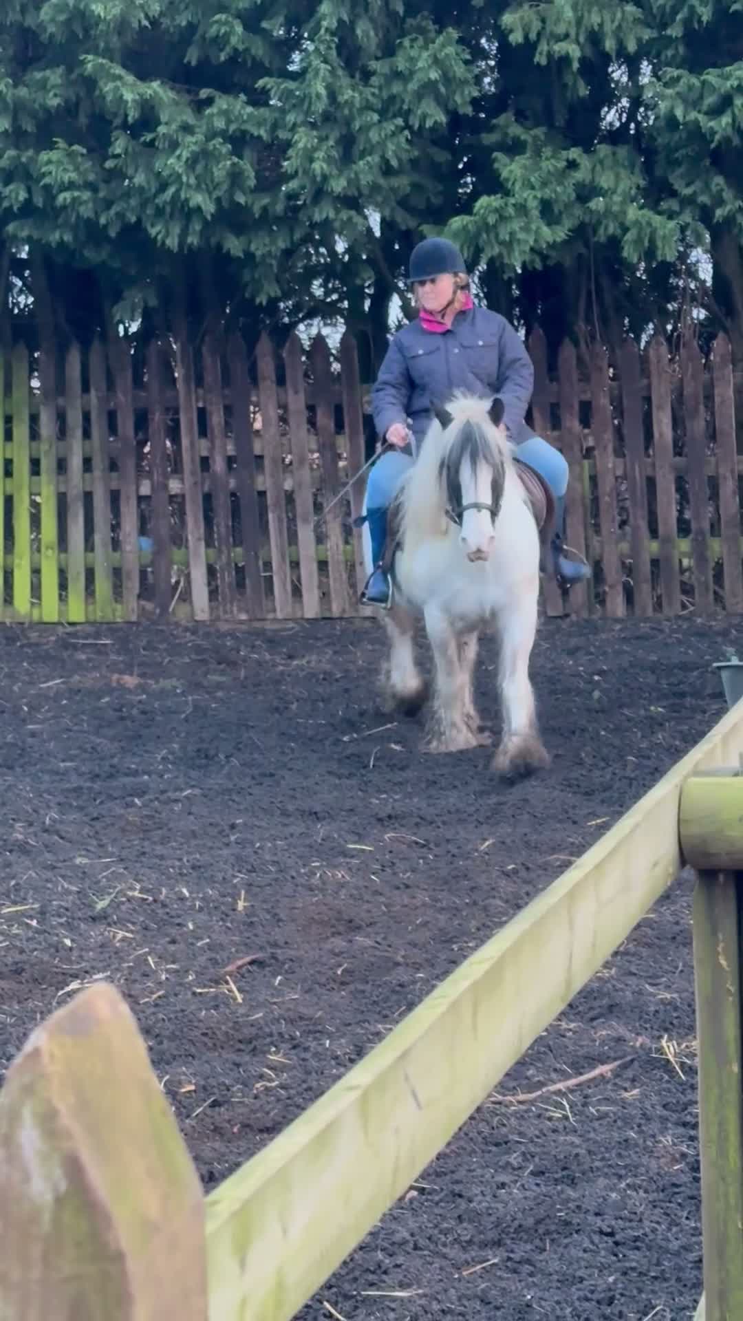 Irish Cob horses for sale: Sweet Poppet  - Video 4
