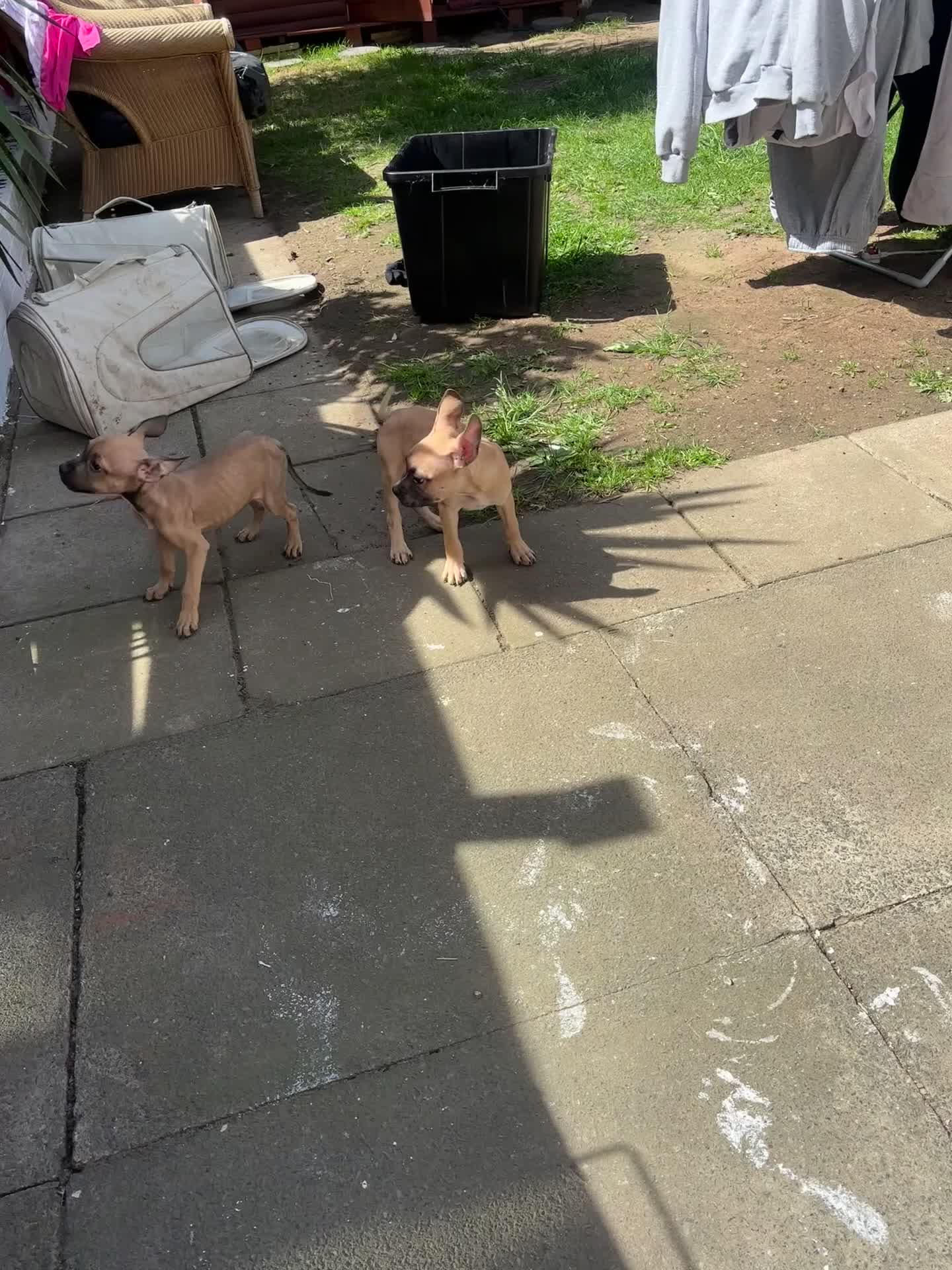 Mixed Breed dogs for sale: 2 beautiful pups for sale  in London - Video 1