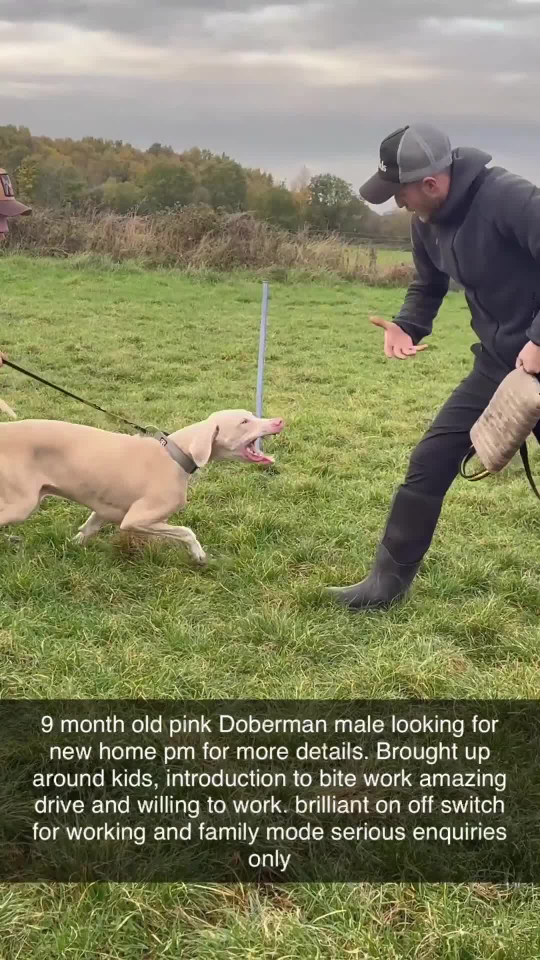 Dobermann dogs for sale: Pink male Doberman  - Video 1