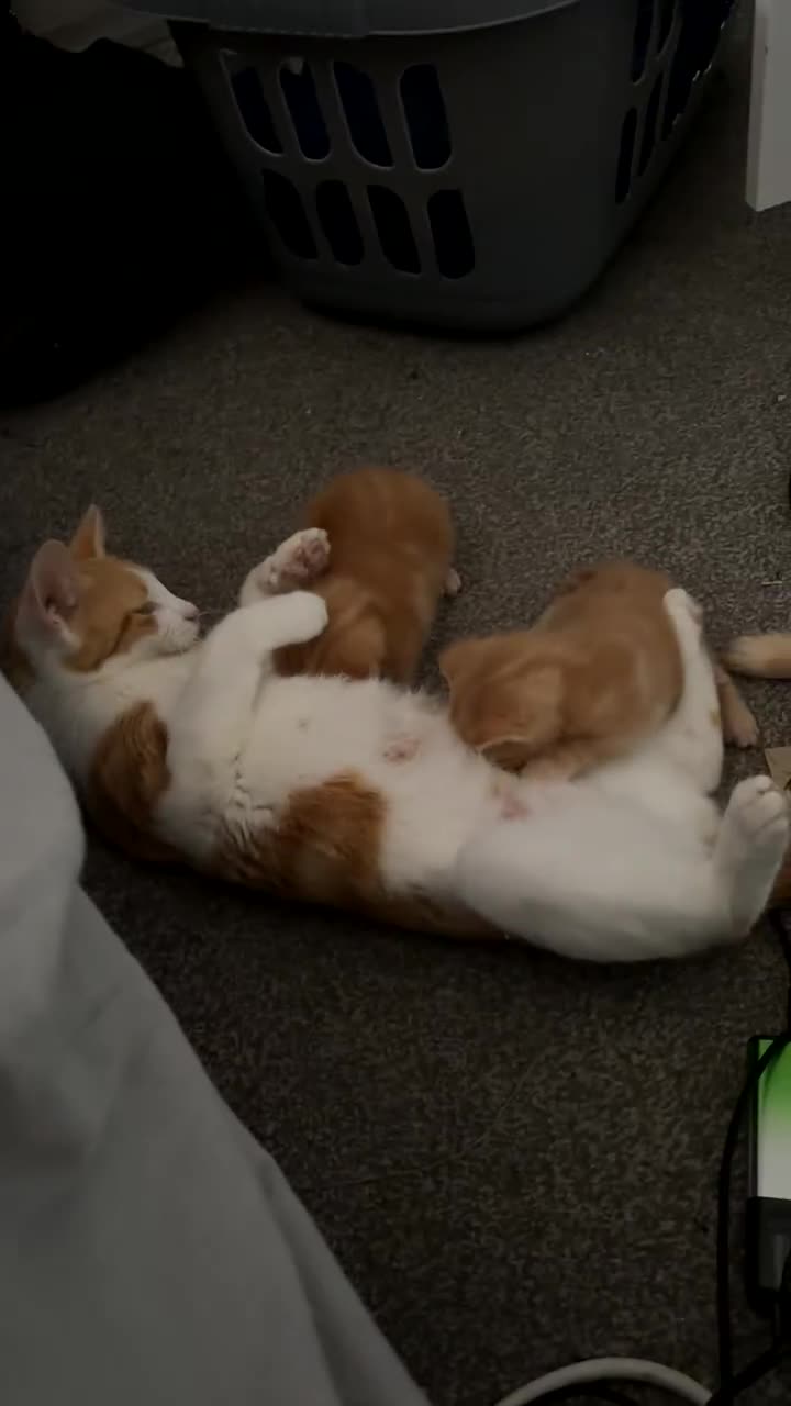 Mixed Breed cats for sale: Ginger males - Video 2