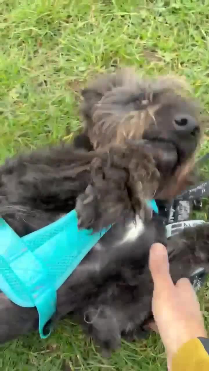 Mixed Breed dogs for adoption: Scrabble has never had a home - Video 2