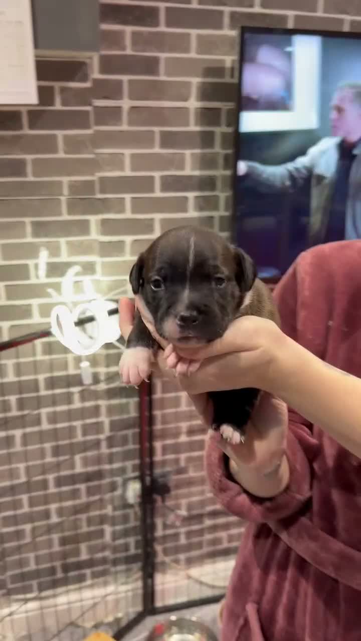 Staffordshire Bull Terrier dogs for sale: chloe x arthur pups - Video 3