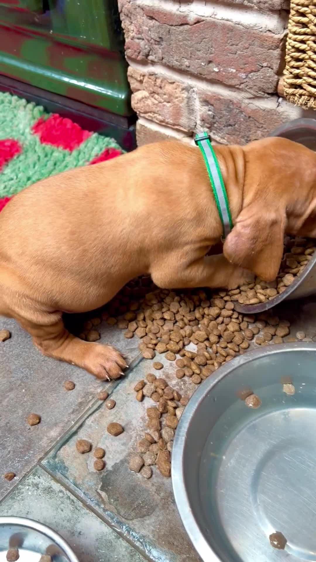 Hungarian Vizsla dogs for sale: Collect in two weeks!🐾KC smooth Hungarian Vizslas - Video 4