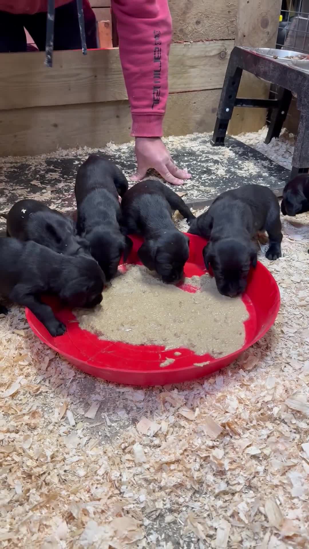 Springador dogs for sale: Spaniel x Labrador puppies  - Video 2