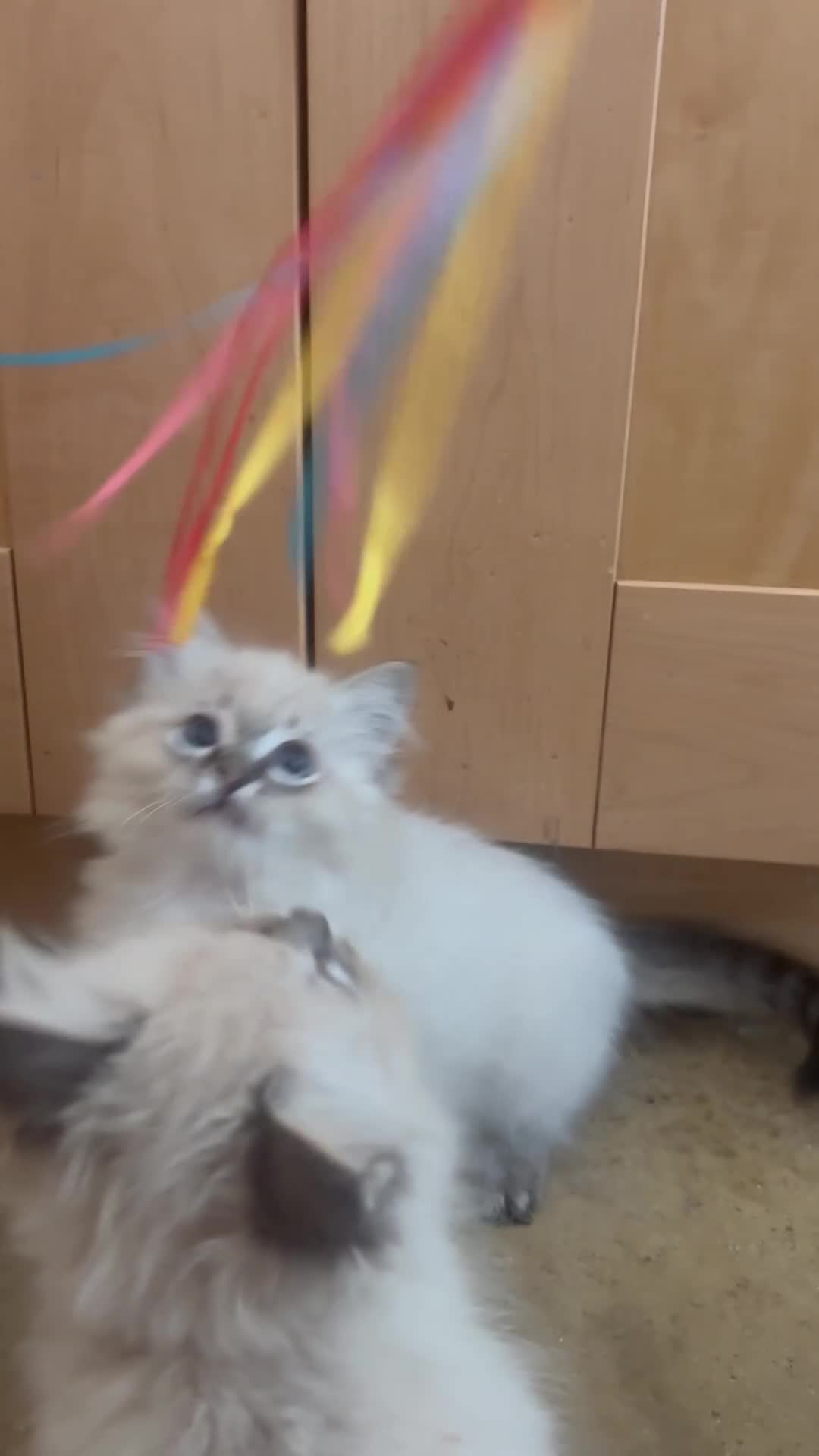 Ragdoll cats for sale: Champion bloodlines Ready for their loving homes - Video 3