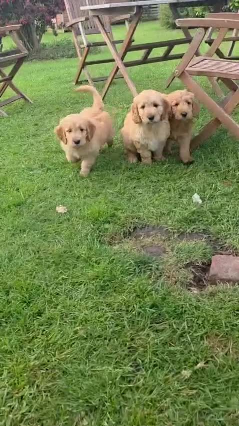 Goldendoodle dogs for sale: Red F1 Goldendoodle puppies for sale  in Leyland - Video 1