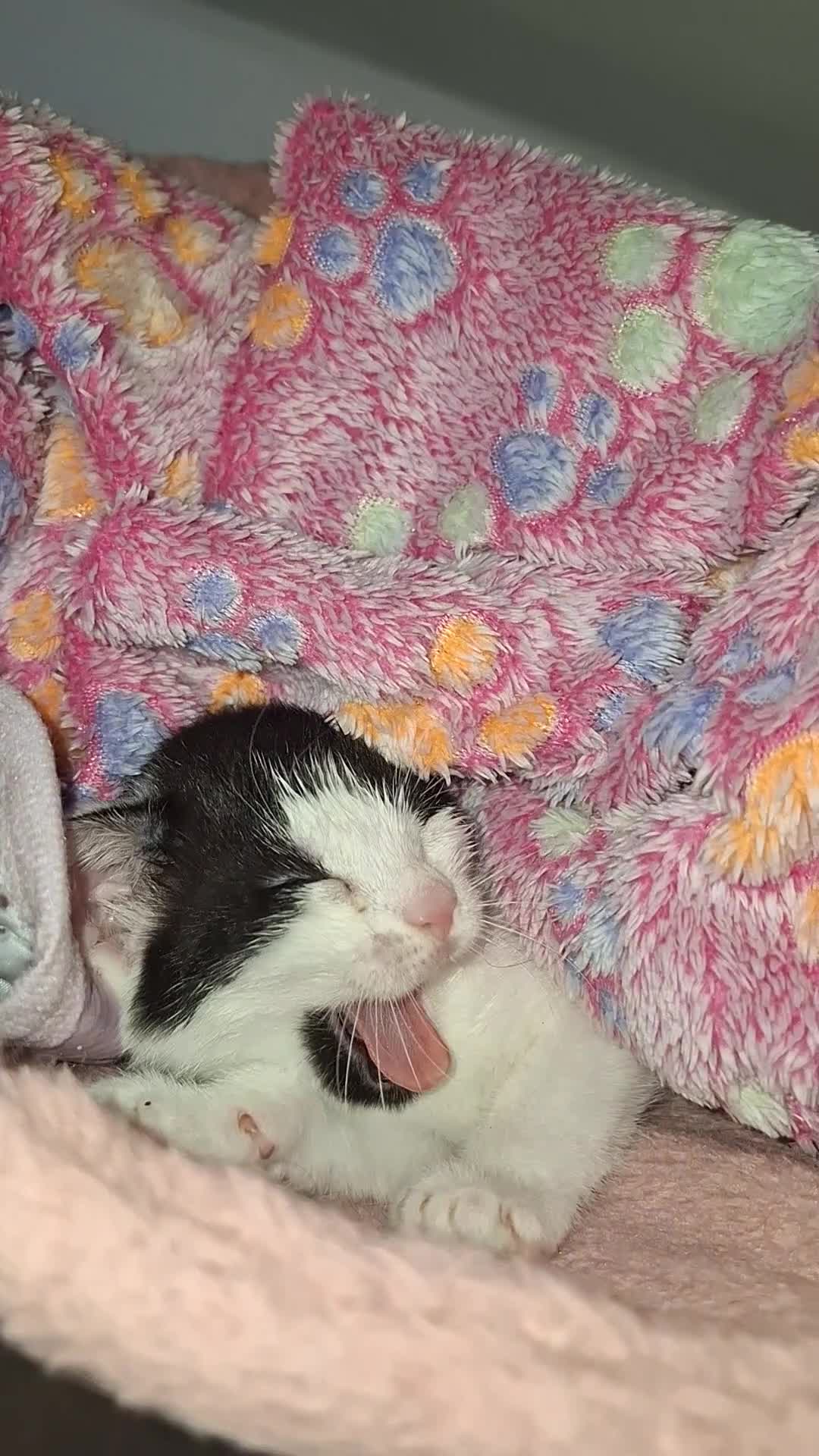 Turkish Angora cats for sale: Turkish angora cross  - Video 2