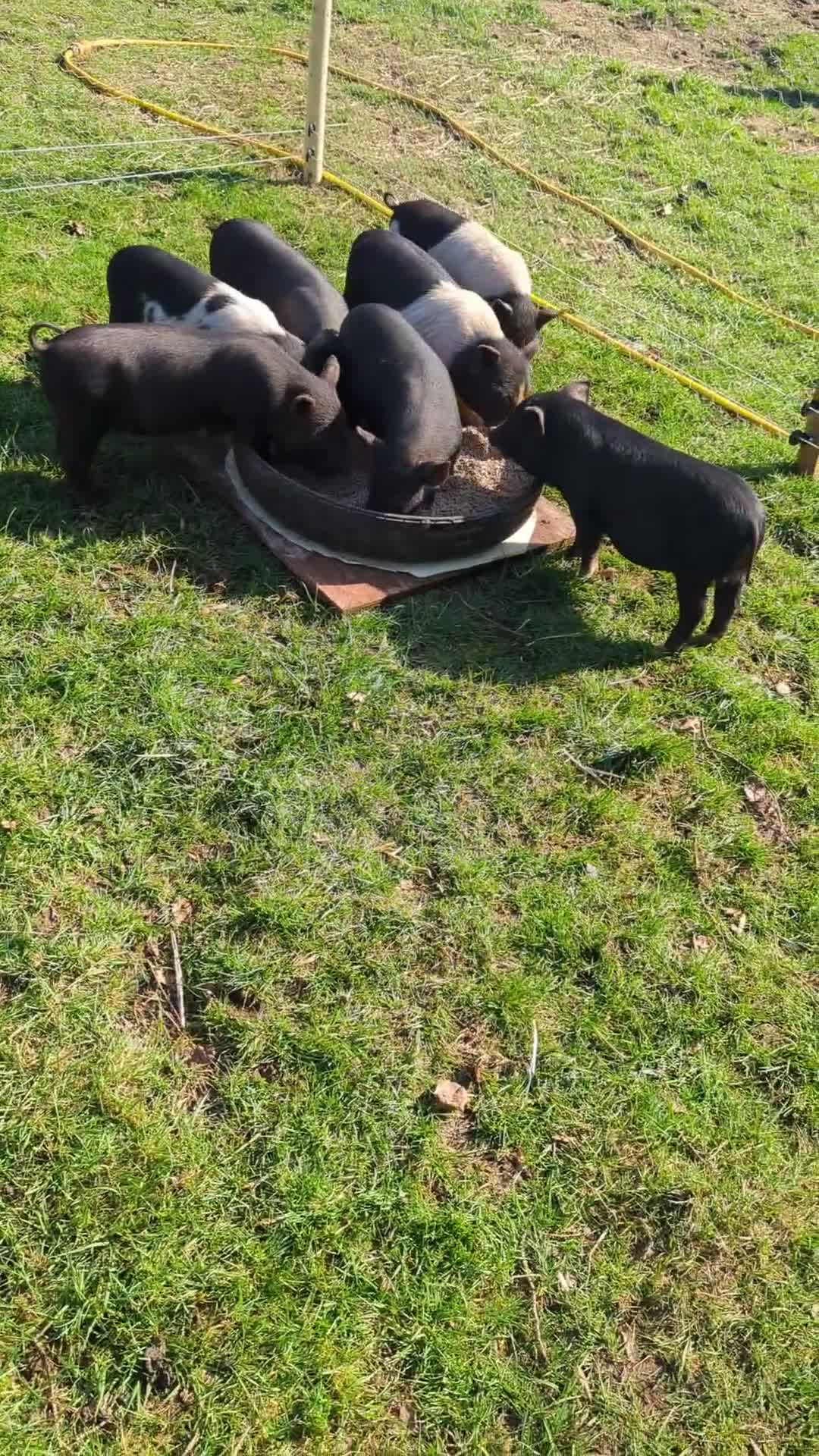 Pig livestock for sale: Kunekune x ironage piglets mixed sexes - Video 1