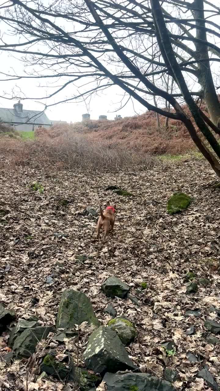 Mixed Breed dogs for sale: 6 Month Old Puppy For Sale - Video 2