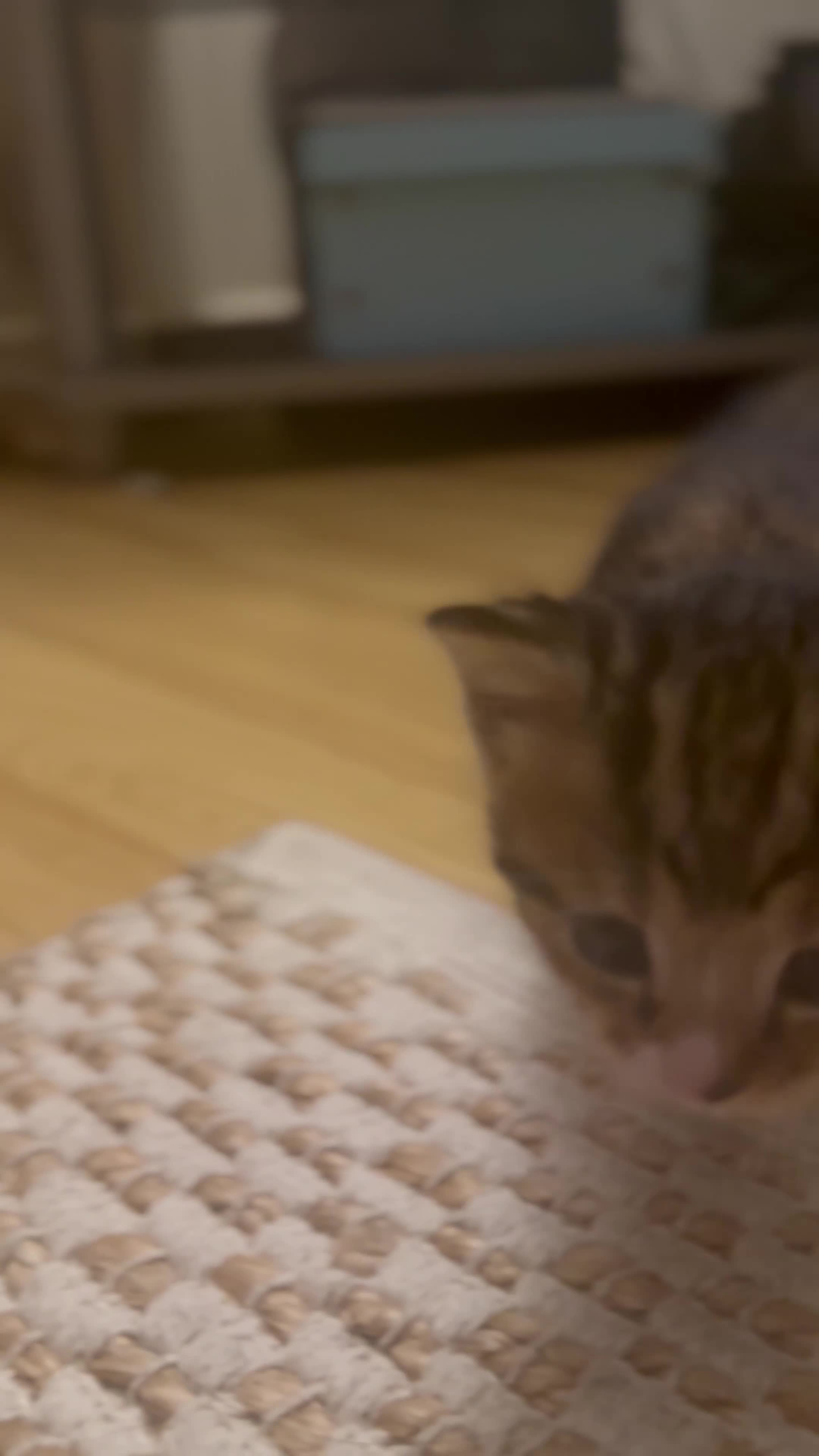 Mixed Breed cats for sale: Kittens  in West Bromwich - Video 1