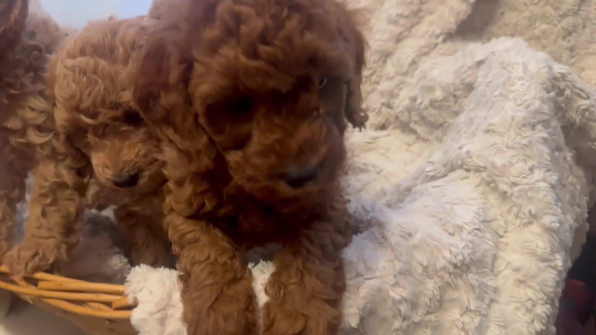 Toy Poodle dogs for sale: 🤎Toy poodles🤎 - Video 2
