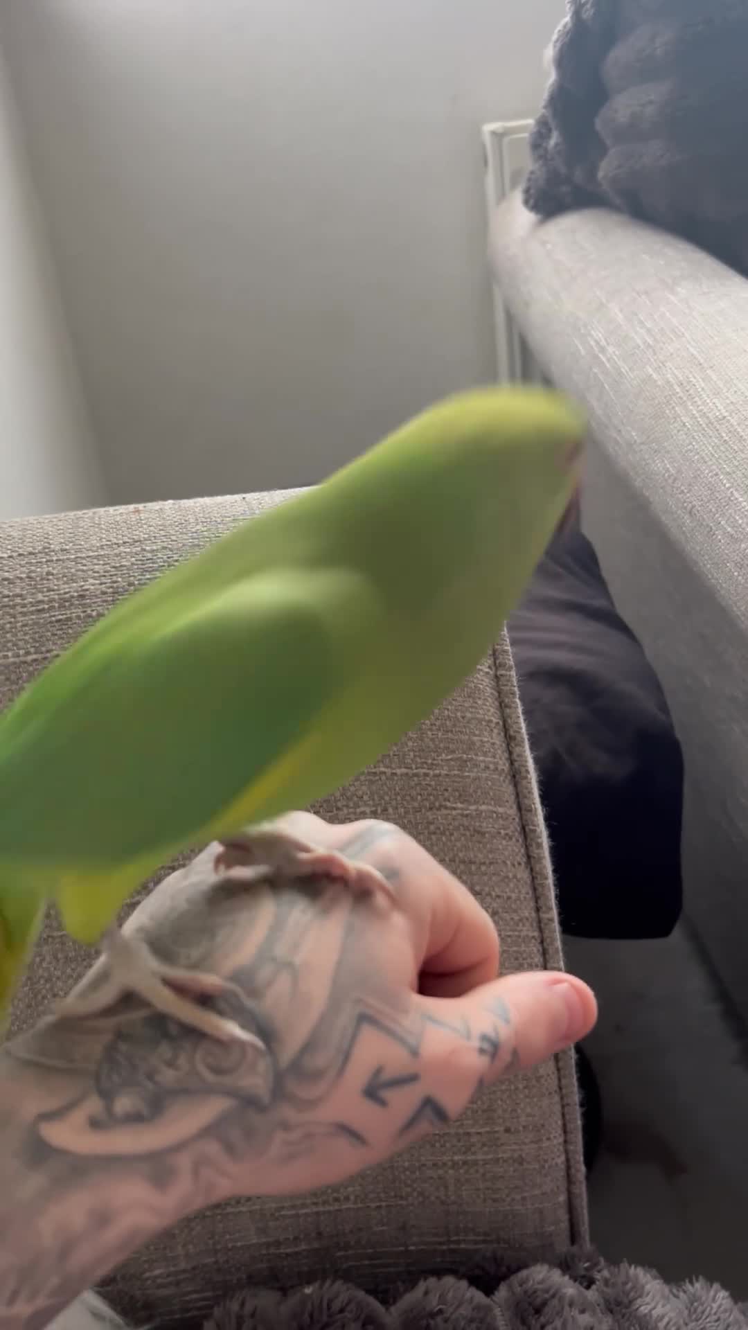 Ringnecks birds for sale: Female Indian ringneck.  - Video 3