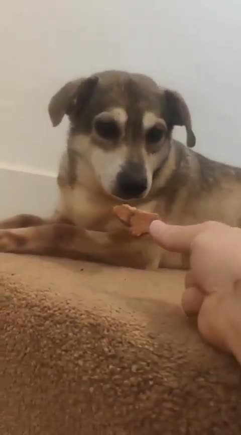Mixed Breed dogs for adoption: Dawn for adoption in Bedford - Video 2