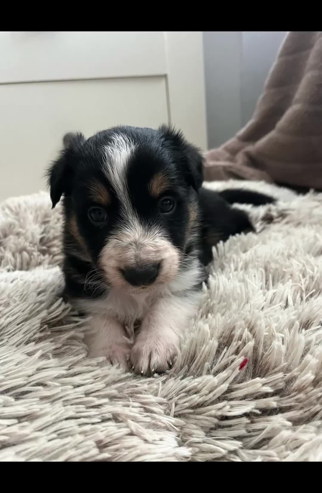 Border Collie dogs for sale: Pure Bred Border Collie Puppies - Video 1