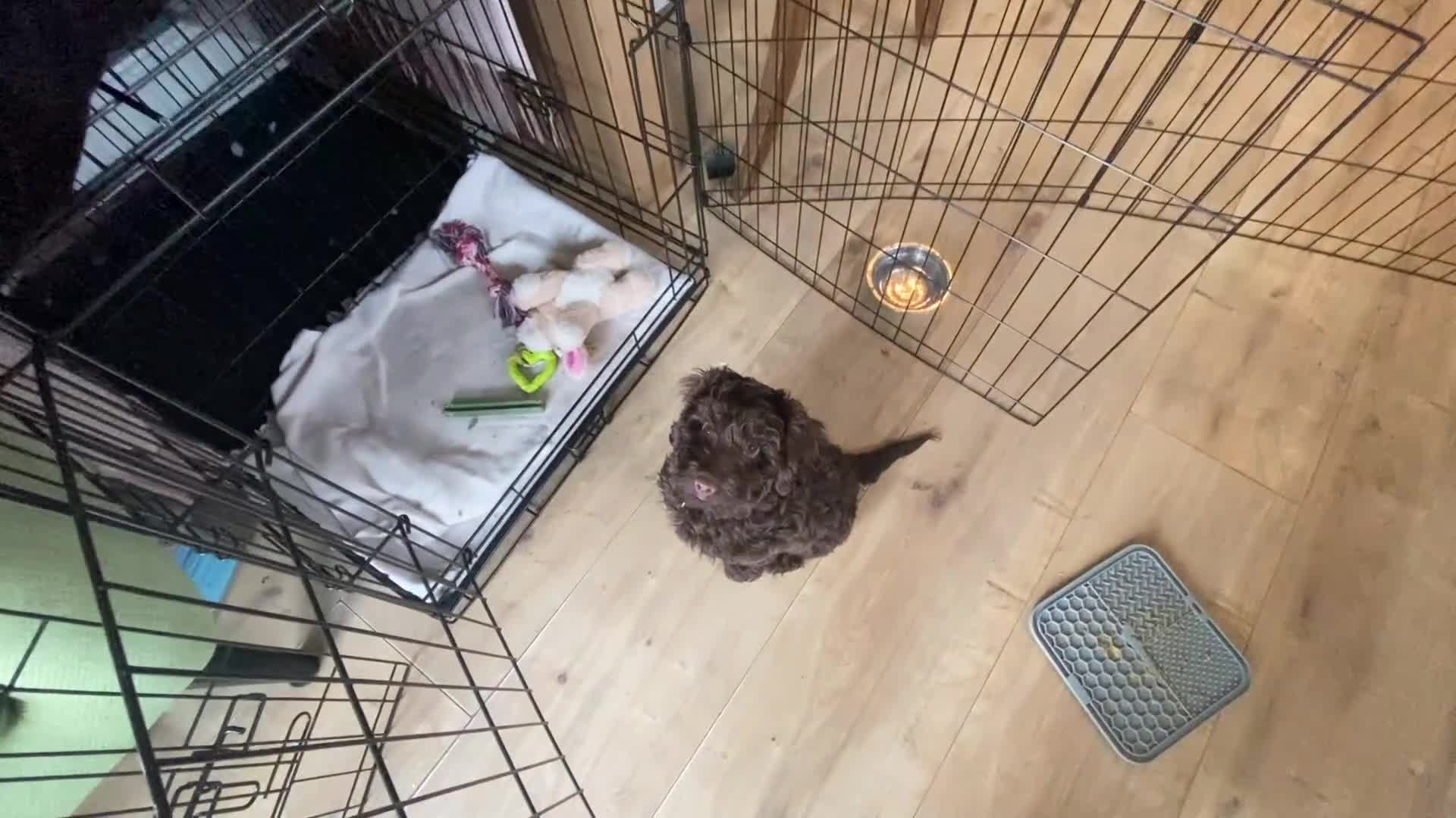 Cockapoo dogs for sale: F1 Cockapoo Puppy - Female - Video 1