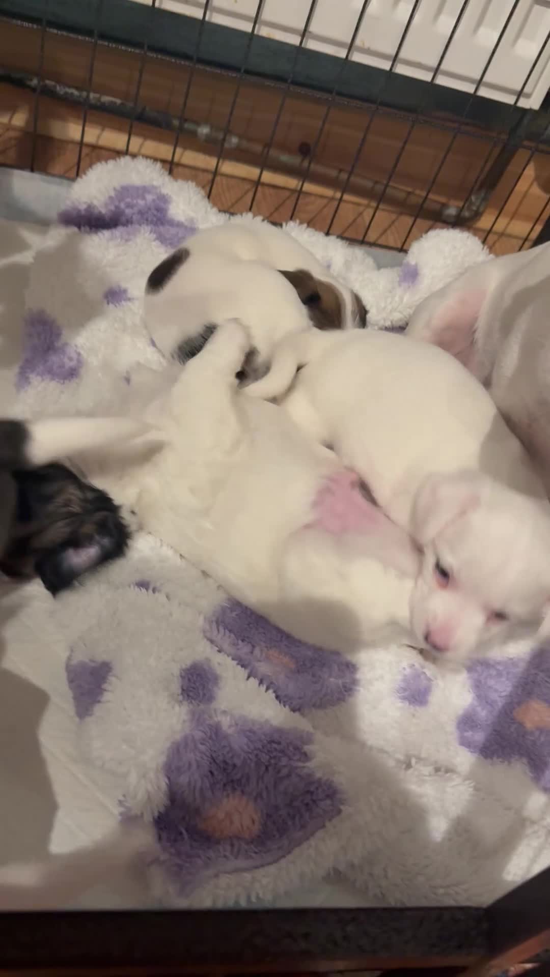 Jack Russell dogs for sale: Jack Russell  - Video 1