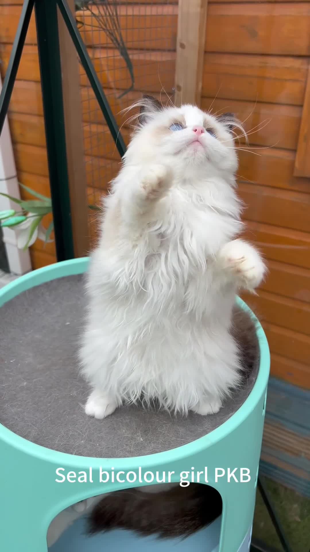 Ragdoll cats for sale: TICA Registered EU famous R bloodline  - Video 2