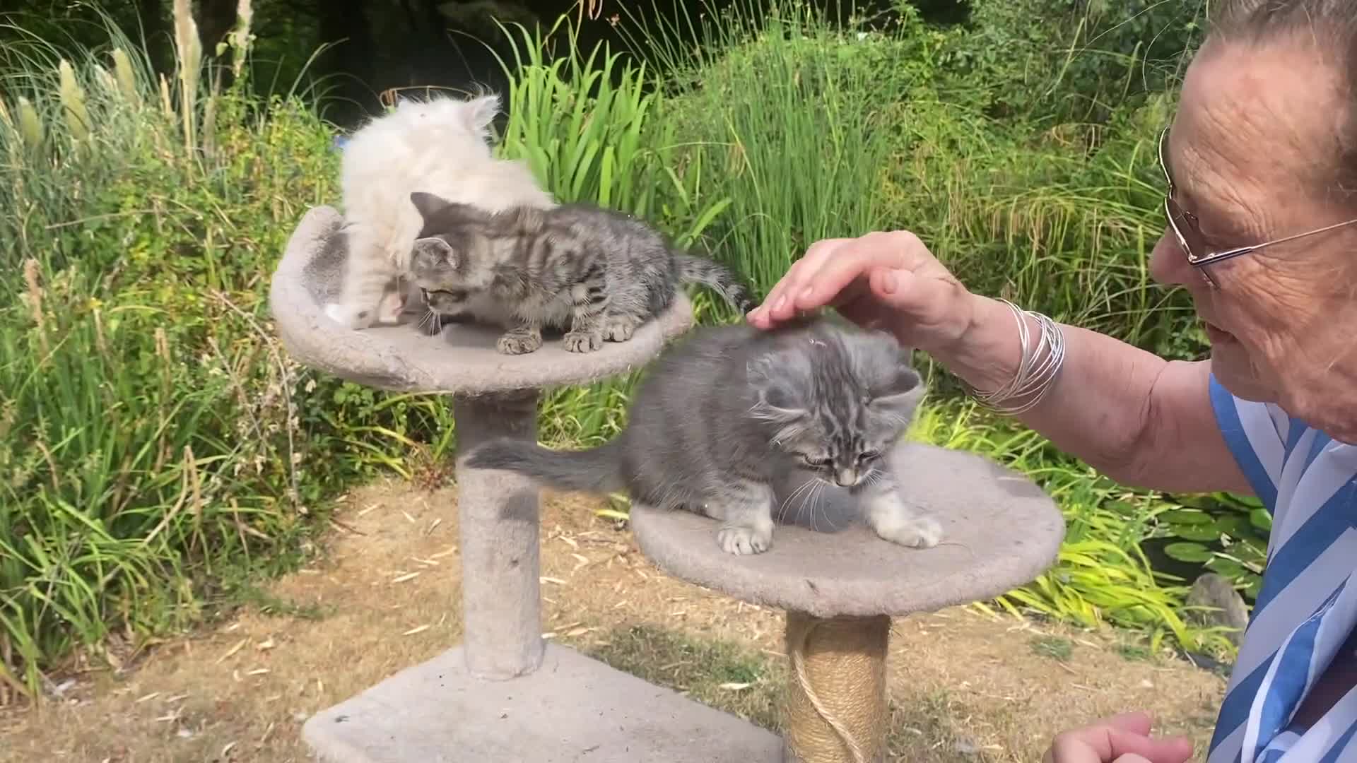 Siberian cats for sale: 3 Adorable Siberian Kittens Available - Video 1